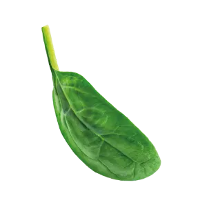 Basilico