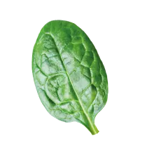 Basilico