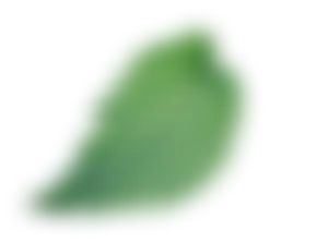 Elemento decorativo foglia