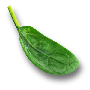 Foglia Foglia
