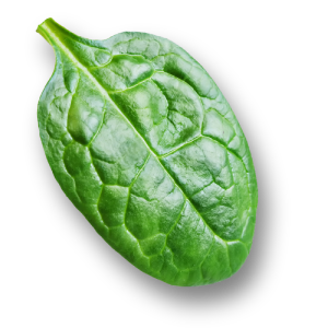 Foglia Foglia