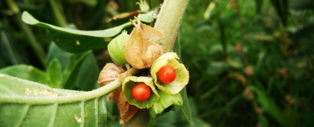 Ashwagandha: la pianta che favorisce il rilassamento e il benessere della mente